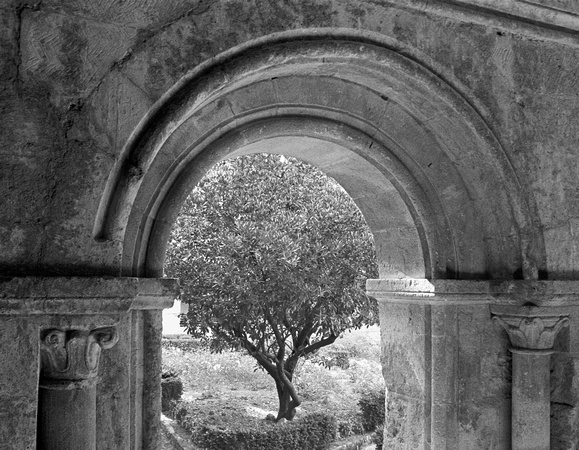 Olive tree in the courtyard