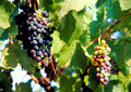 Ripening grapes