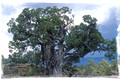 Taos Tree