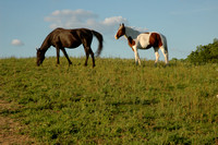 HORSE FARM